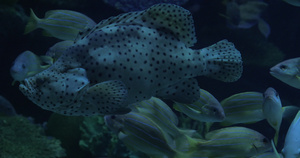 海洋馆展示了多样化的海底世界21秒视频