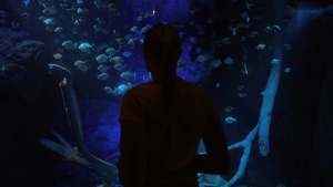 热带鱼类和珊瑚的水族馆视频46秒视频