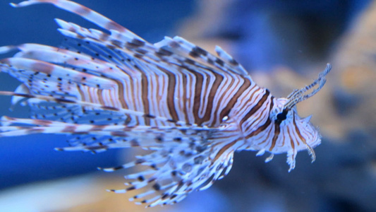 红狮子鱼在水族馆游泳视频