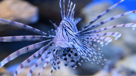 水族馆中的红狮子鱼视频