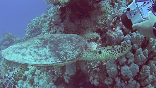 红海玳瑁龟在热带珊瑚礁墙上游泳觅食视频