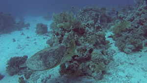 红海玳瑁龟在热带珊瑚礁墙上游泳觅食42秒视频