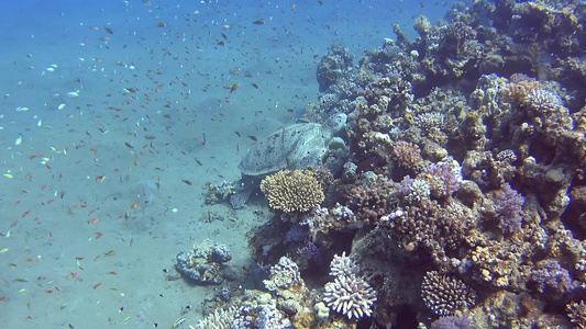 在热带海浅环礁珊瑚礁上游泳的大型绿海龟在热带海洋浅视频