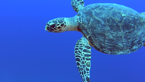 在热带珊瑚礁游泳的海龟16秒视频