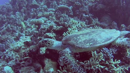 在热带珊瑚礁墙上游泳的红海鹰标海龟视频