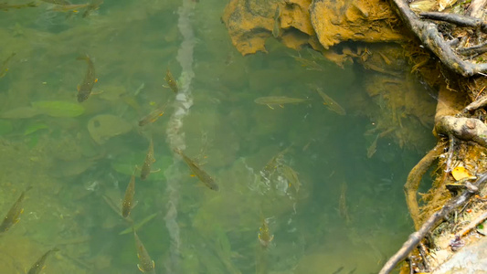 鱼游在浅浅的溪流中在雨林中的阳光下视频