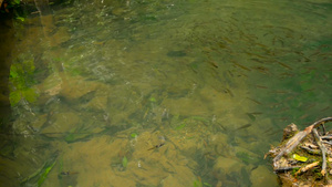 鱼游在浅浅的溪流中在雨林中19秒视频
