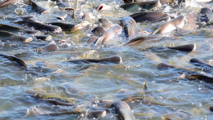 淡水鱼在河里盘旋食物7秒视频