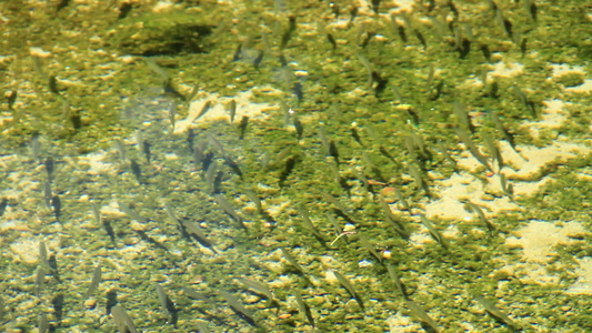 河流中的小鱼视频