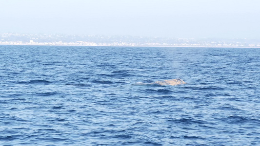 在美国加利福尼亚州观鲸之旅期间从海洋中的灰鲸船欣赏视频
