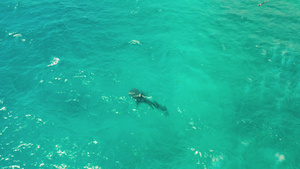 在清蓝的海水中鲸鲨和海豹18秒视频