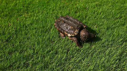 鳄鱼在草地上捕捉海龟视频