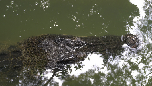 河口鳄鱼躲在水里视频