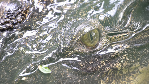 鳄鱼眼14秒视频