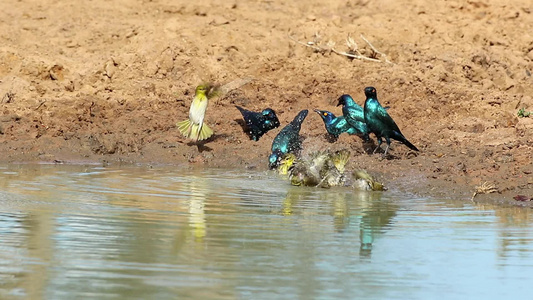 开普光泽椋鸟饮用水视频