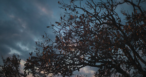 小小鸟从树枝飞离秋叶美丽的日落云在背景中与秋叶13秒视频