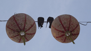 两只鸽子站在电线上挂着红灯笼11秒视频