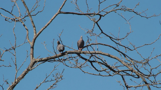 在树枝上徘徊的鸽子在交接的交接中视频