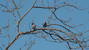 在树枝上徘徊的鸽子17秒视频