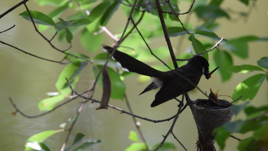 鸟儿飞扇尾苍蝇捕猎者和巢中幼鸟视频