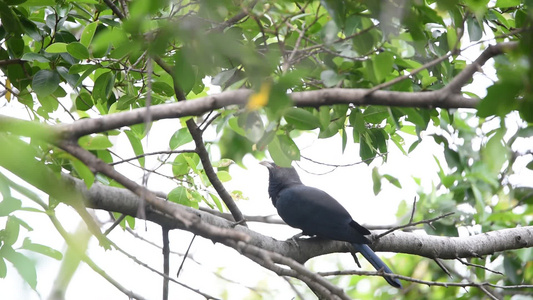 在一棵树上的鸟儿在一棵树上视频