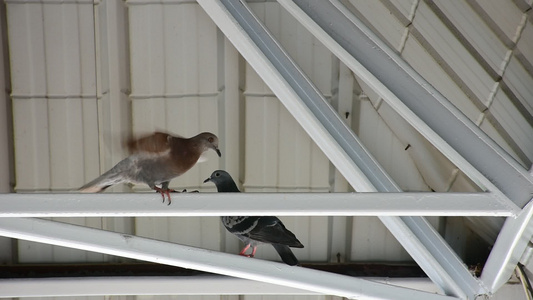 屋顶下面的鸟鸽视频