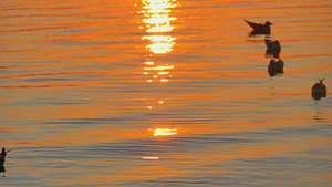 水日落中的海鸥4k17秒视频