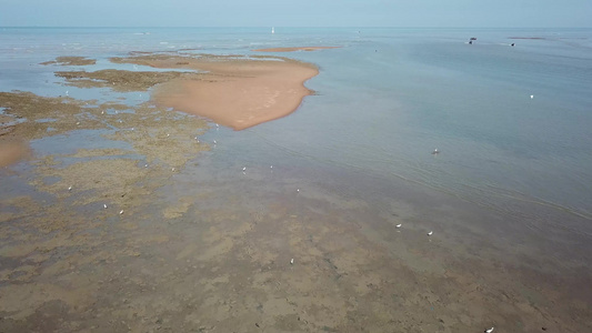 空中飞翔飞越黄雀鸟在泥海沿岸搜索视频