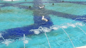 海鸥在喷水池中26秒视频