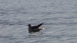 浮在湖水表面的单海鸥30秒视频