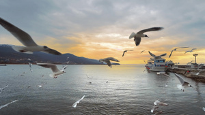 海鸥在奥赫里德湖码头上空飞翔13秒视频