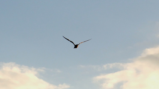 海鸥在蓝色的天空中飞翔视频