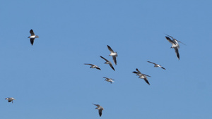鸟群飞翔的海鸥水鸟9秒视频