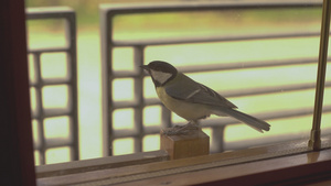 窗口2上的小鸟8秒视频