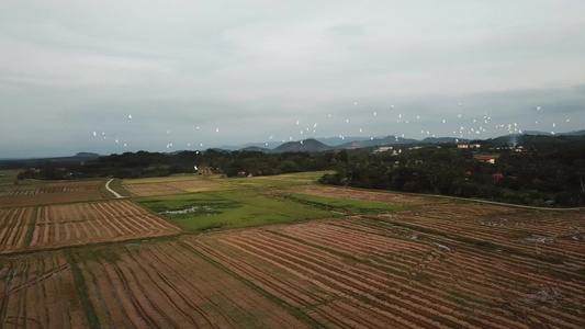 空中追踪稻田的鸟群飞翔在水稻田里视频
