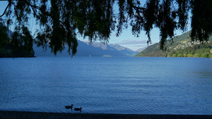 两只野鸭在皇后镇瓦卡提普湖游泳12秒视频