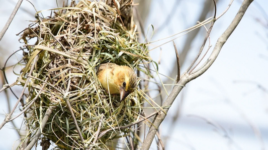 野生栖息于大自然中的鸟巢视频