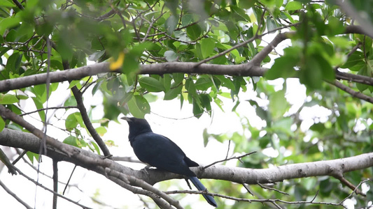 野生的树上有鸟有鸟视频
