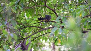 自然野生树上的鸟30秒视频