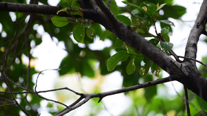 自然野生树上的鸟7秒视频