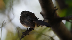 自然野生树上的鸟10秒视频