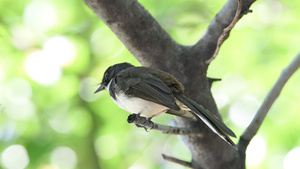 自然野生树上的鸟20秒视频