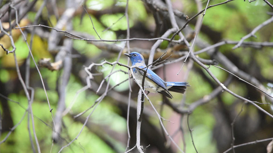 自然野生树上鸟类捕猎者视频