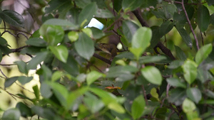 自然野生树上鸟鸟通用裁缝鸟19秒视频