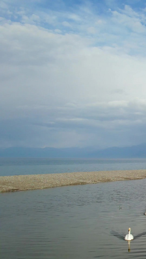 航拍5A赛里木湖天鹅湿地景观区视频旅游度假64秒视频