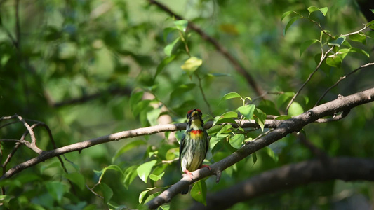 在大自然中的树上鸟鸟木匠巴比特在野生的树上视频