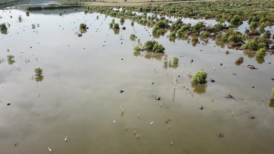 白鸟在巴图卡万湿地休养视频