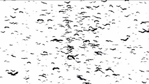 鸟儿在飞翔15秒视频