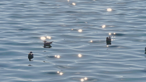 4k湖中的海鸥14秒视频