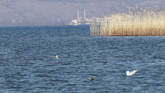 春天在奥赫里德湖游泳的白海鸥视频